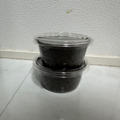 【幼虫】 ファブリースノコギリクワガタ(タカクワイ) 5匹の画像