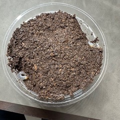 【幼虫】 ファブリースノコギリクワガタ(タカクワイ) 5匹の画像