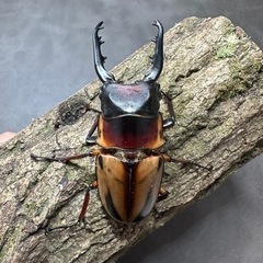 【幼虫】 ファブリースノコギリクワガタ(タカクワイ) 5匹の画像