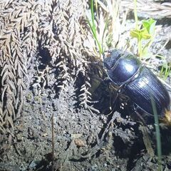 【配送も可】天然オオクワガタ ♂♀♀♀ 4匹 山形県産の画像