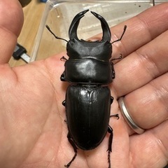オオクワガタ♂♀