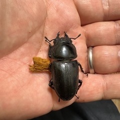 オオクワガタ♂♀の画像