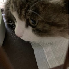 ずっとのお家がほしい！