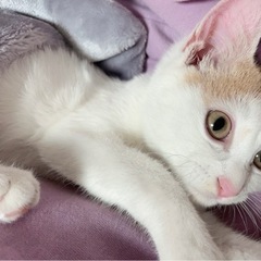 茶トラのハチワレの赤ちゃんです！