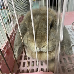うさぎ　ホーランドロップ　リンクス　垂れ耳うさぎの里親を探しています。