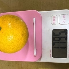 とれたて　八朔　和歌山産の画像