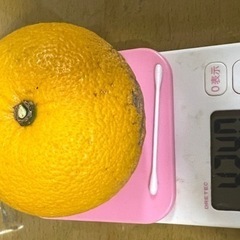 とれたて　八朔　和歌山産の画像
