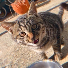 子猫_キジトラ_5ヶ月