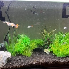 アクアリウム　グッピー　元気ですよ。