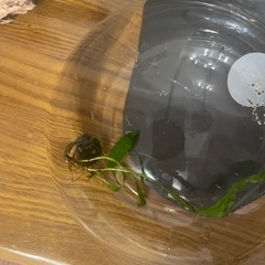 ヒメタニシ 1匹の画像