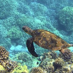 気楽に英会話を習ってみませんか？の画像