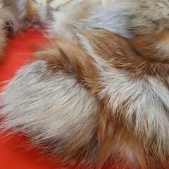 JOURNAL STANDARD ファーマフラーの画像