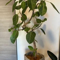 観葉植物　フィカス・アルテシーマ　大型