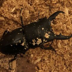 【即ブリ可能】本土ヒラタクワガタ　新成虫ペア（♂６３.０　♀３４．６）《値下げしました》の画像