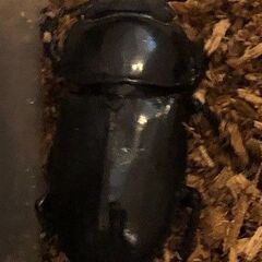 【即ブリ可能】本土ヒラタクワガタ　新成虫ペア（♂６３.０　♀３４．６）《値下げしました》の画像