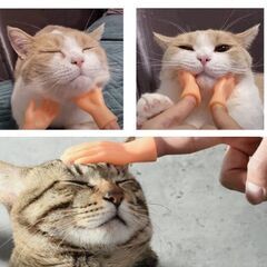 猫用おもちゃ/指フィンガーとリボンチョーカーセット（新品）