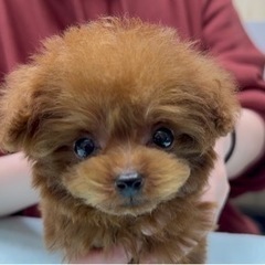 ★週1日からok！ワンちゃんのお掃除・お世話スタッフ募集！！日払い可能★の画像