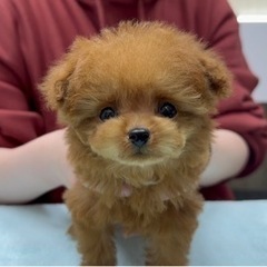 ★週1日からok！ワンちゃんのお掃除・お世話スタッフ募集！！日払い可能★の画像