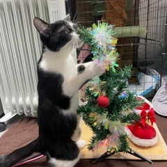 🎄 茶＆シャチ（初心者向き） - 猫