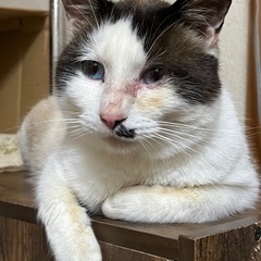 人馴れ抜群‼️大人しい成猫