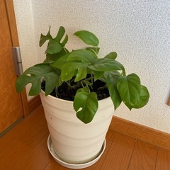 ヒメモンステラ
