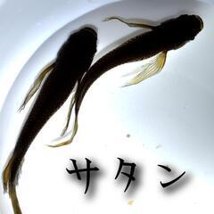 サタン　稚魚10匹＋α