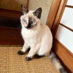 シャム猫　推定5ヶ月　メス