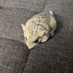 マカロニマウスの里親募集