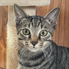 幸せのかぎしっぽ　ヤンチャなコロンくん