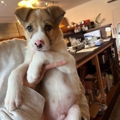 里親様決定しました - 犬