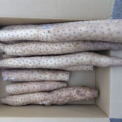 北栄町産 長芋 訳あり 3kg 折れ キズ ながいも　①の画像