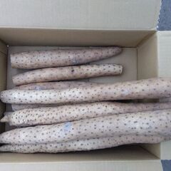 北栄町産 長芋 訳あり 3kg 折れ キズ ながいも　①の画像
