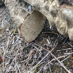 山椒の木　幹　スリコギ製作用　すりこぎの画像