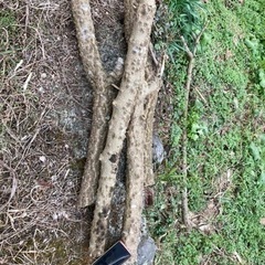 山椒の木　幹　スリコギ製作用　すりこぎ