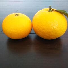 夏みかん 🍊 