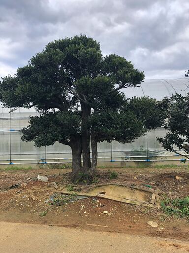 幹3本の貴重な黒木（クロキ）