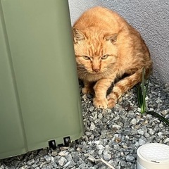 一生懸命お外で生きてるエイズの茶トラちゃん