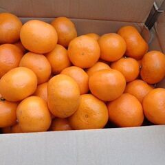 宮川早生温州ミカンＭ～Ｌサイズ。　¥１３００／7ｋｇです。