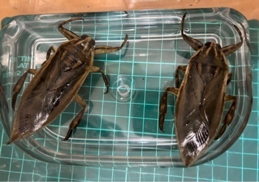 タイワンタガメ雄雌1ペアセット