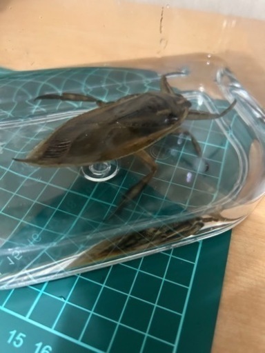 タイワンタガメ雄雌1ペアセット