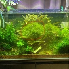 水草　ウィーピングモス2