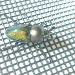 ニジイロクワガタ幼虫（相談用）