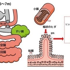 腸活