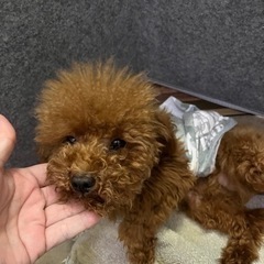水頭症だけど、とっても甘えっ子のとっても可愛い犬