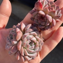 多肉植物 エケベリア カット苗