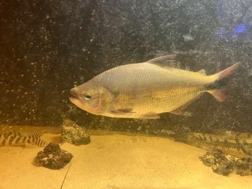 ホプリアス　パラグアイSP  タイガーホーリー　30cm±  レッドフィンブリコン×2  20cm〜25cm  熱帯魚