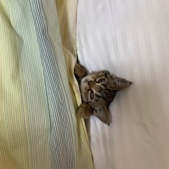 アメショー子猫！元気いっぱい！