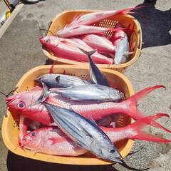 五目、カンパチ釣り　八丈島で釣り仲間募集！　 − 東京都