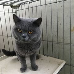 ブリティッシュショートヘア　男の子　6歳7ヵ月