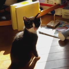 可愛いです！子猫里親募集！お願いします